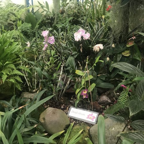 Eine Orchidee im botanischen Garten Quito